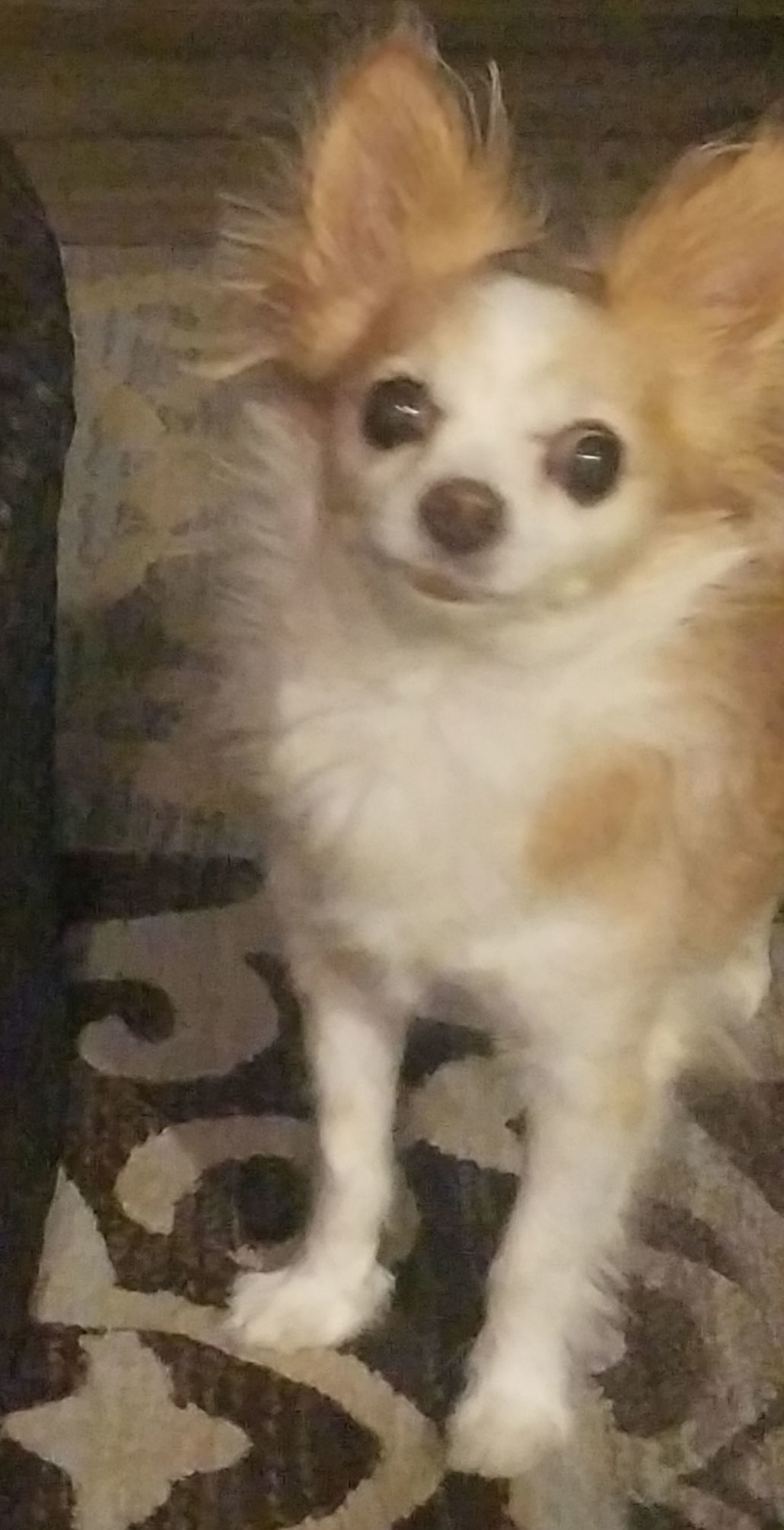 Pic of the Litter: Happy Jack